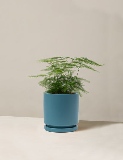 Plumosa Fern