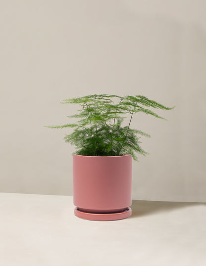 Plumosa Fern