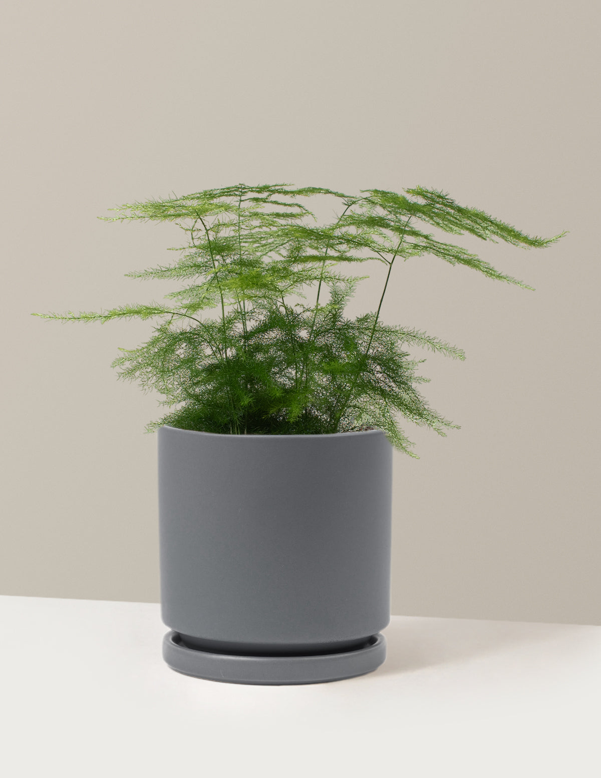 Plumosa Fern