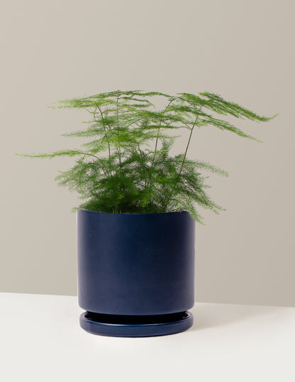 Plumosa Fern