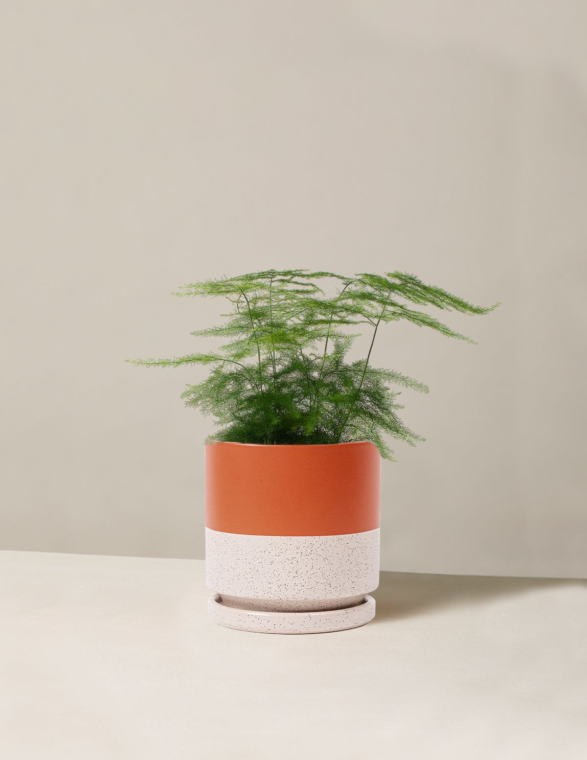 Plumosa Fern