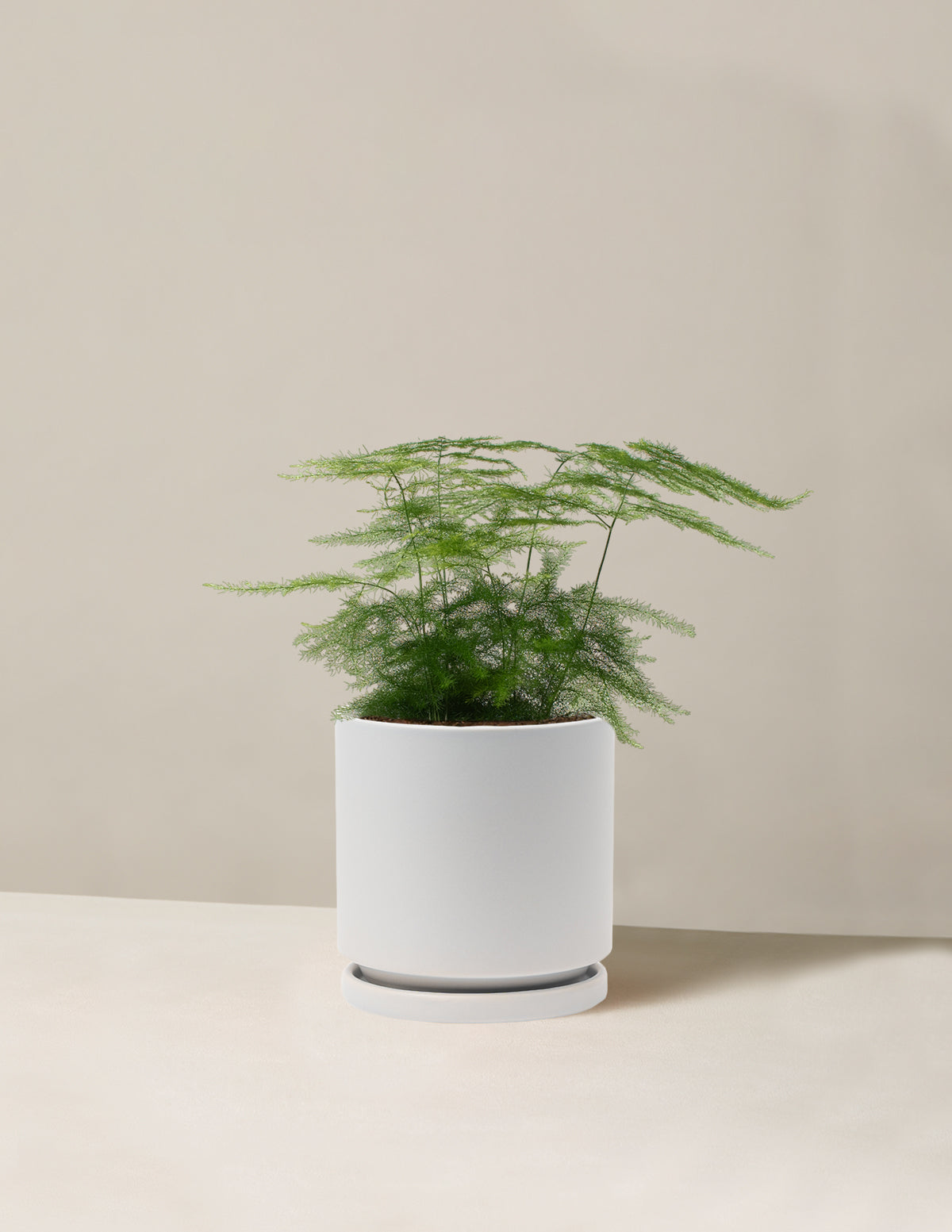 Plumosa Fern