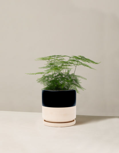 Plumosa Fern