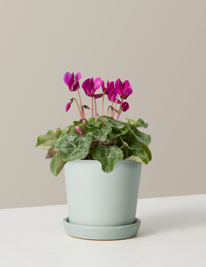 Cyclamen