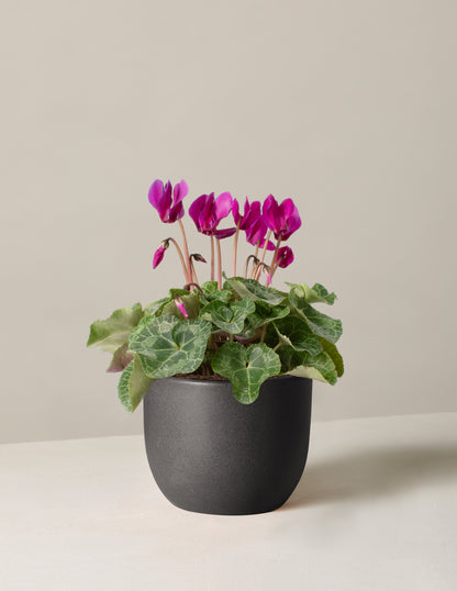 Cyclamen