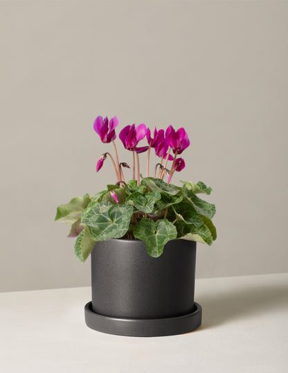 Cyclamen