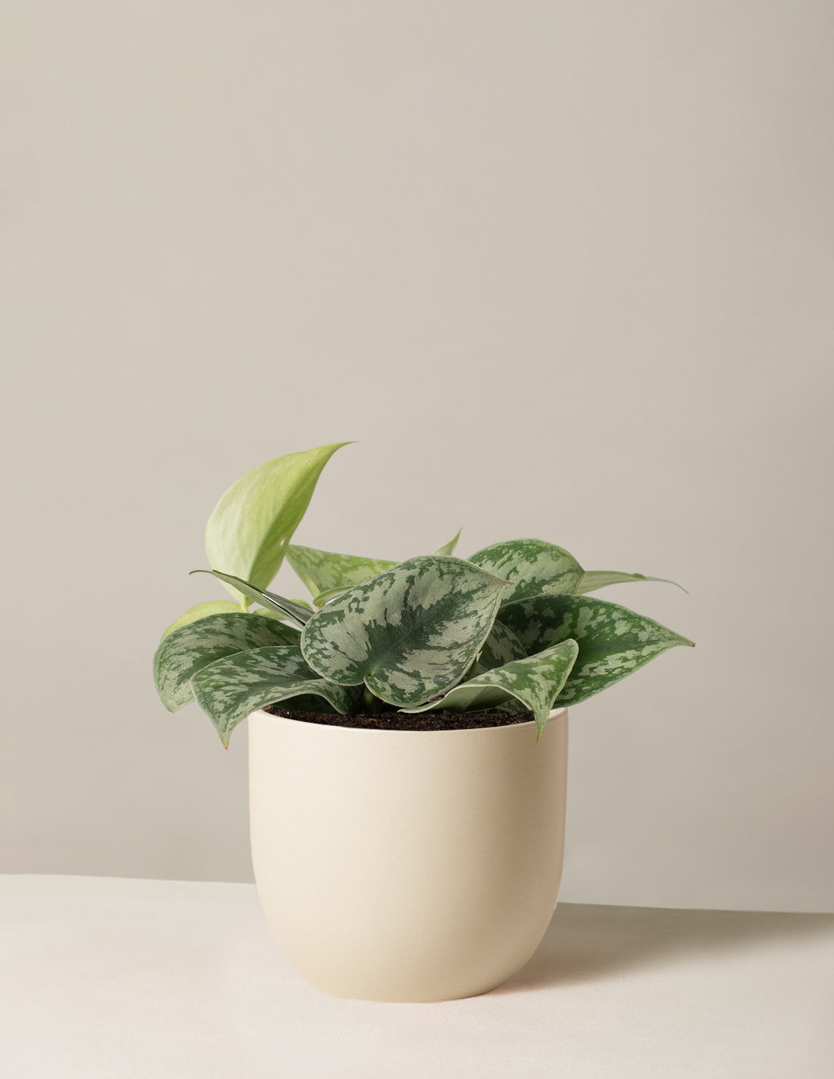 Satin Pothos