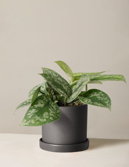 Satin Pothos