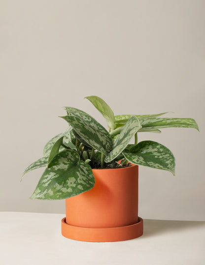 Satin Pothos