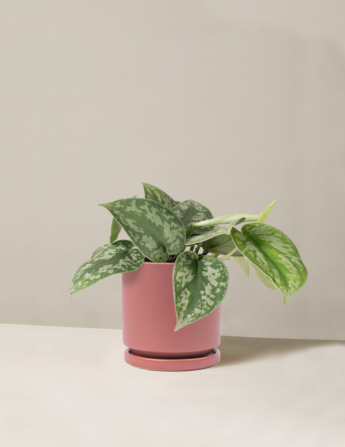 Satin Pothos