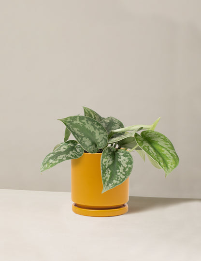 Satin Pothos