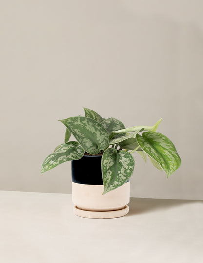 Satin Pothos