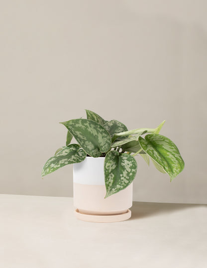 Satin Pothos