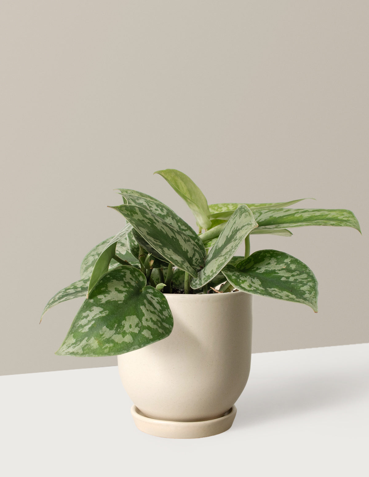 Satin Pothos