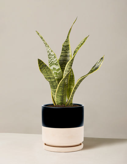 Snake Plant Laurentii