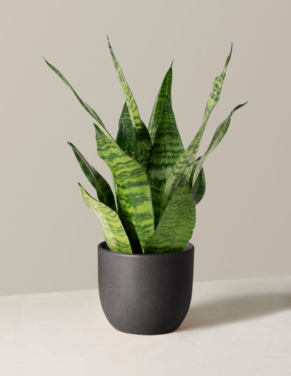 Snake Plant Zeylanica