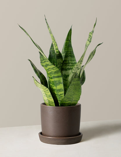 Snake Plant Zeylanica