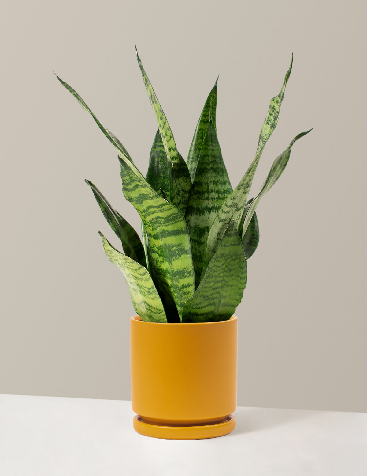 Snake Plant Zeylanica