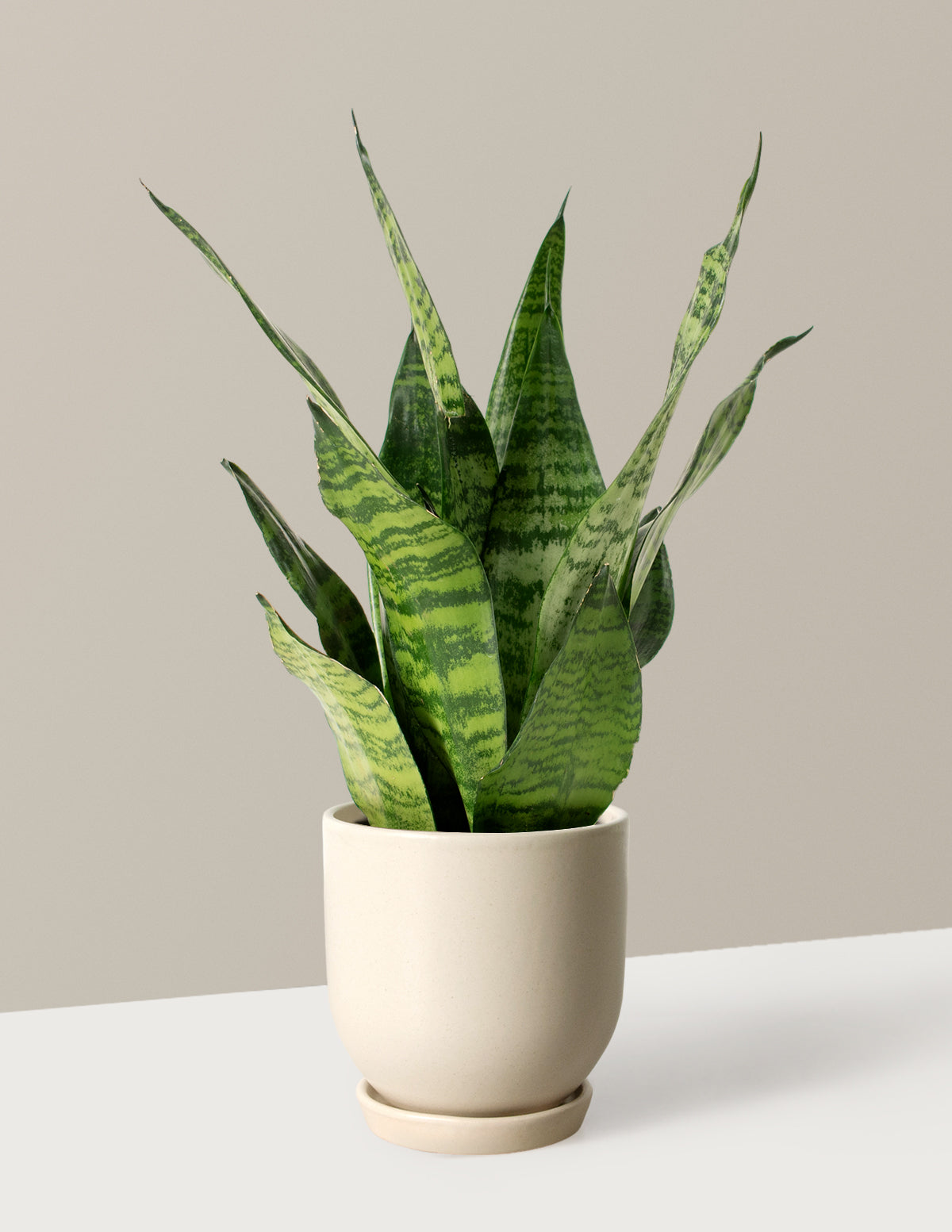 Snake Plant Zeylanica