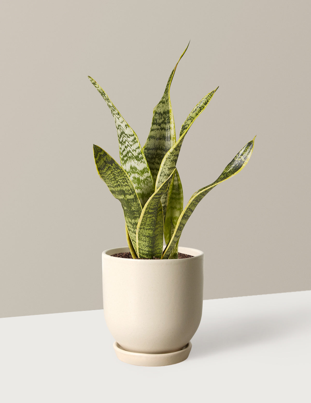 Snake Plant Laurentii