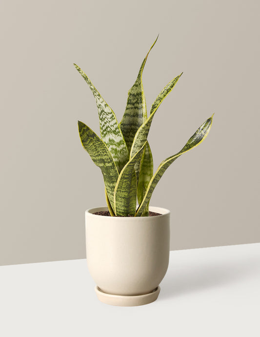 Snake Plant Laurentii