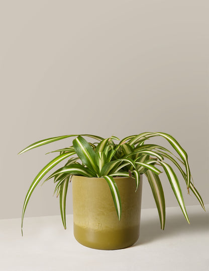 Spider Plant Variegated