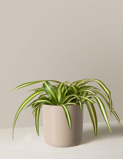 Spider Plant Variegated