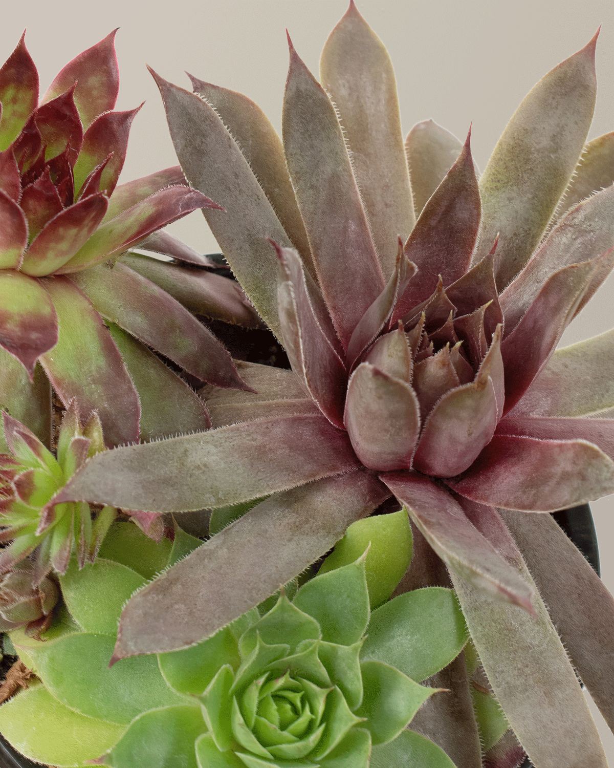 Mixed Succulent