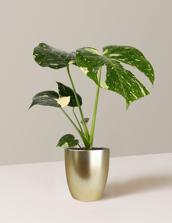 Thai popular Constellation Monstera ThaiCon-10-1014