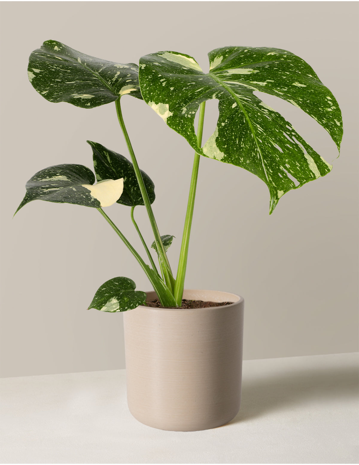 Monstera ‘Thai Constellation’