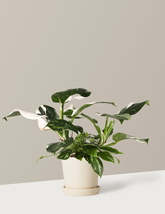 Philodendron White Wizard