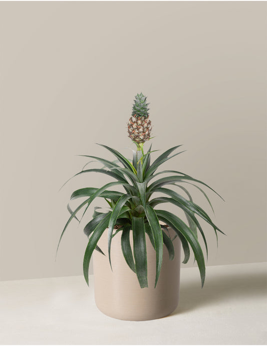 Pineapple Plant