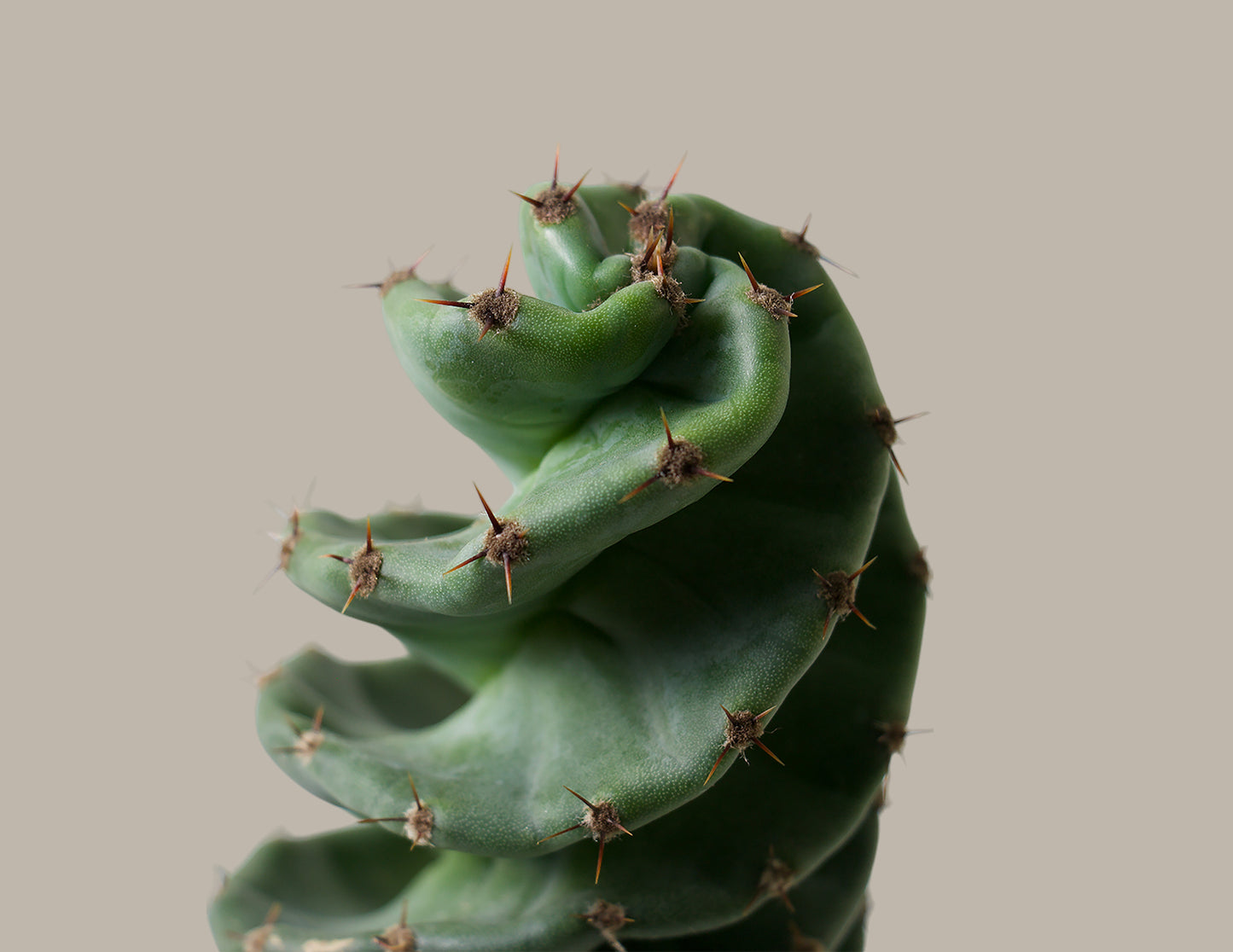 Cereus forbesii 'Spiral Cactus'