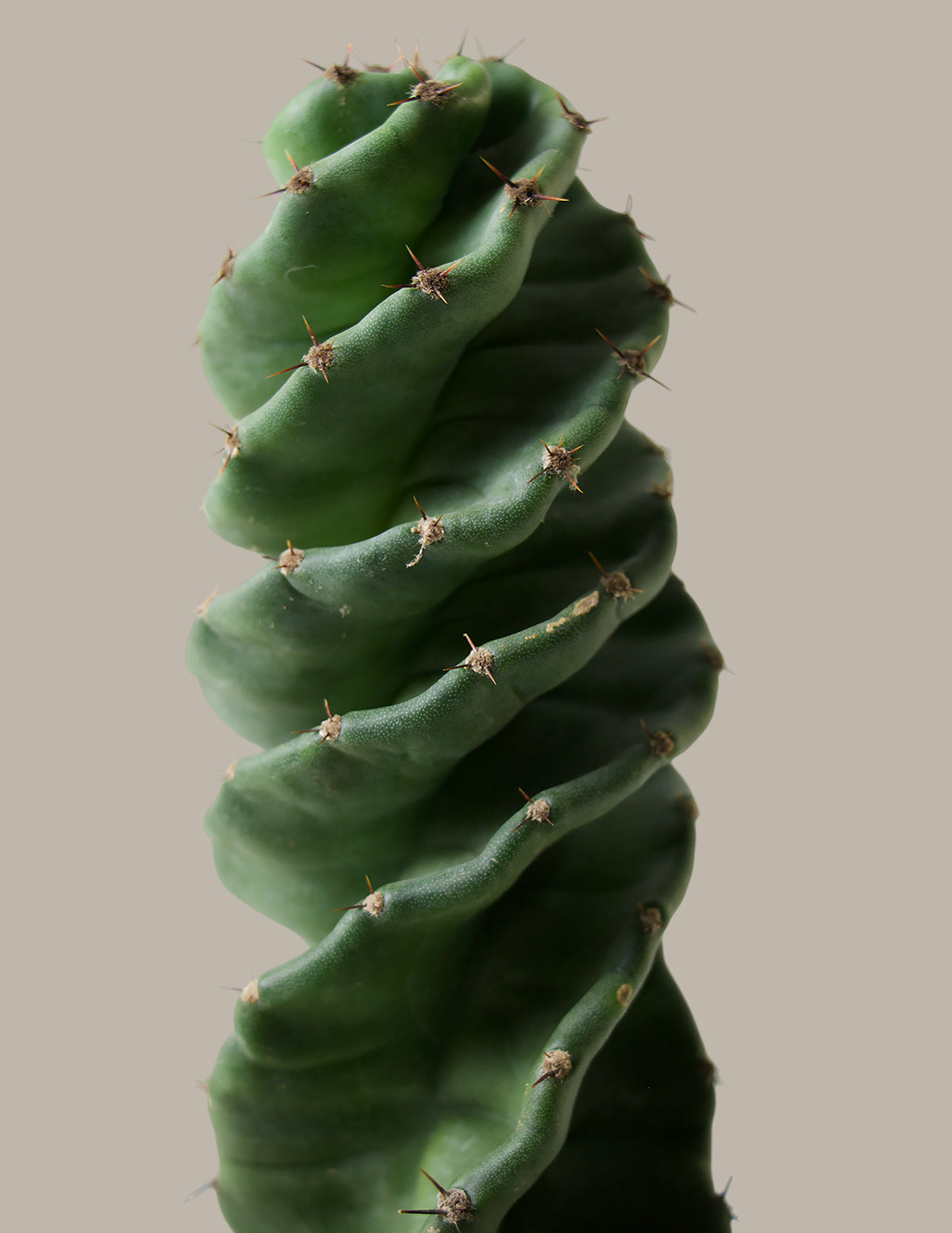 Cereus forbesii 'Spiral Cactus'