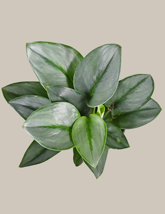 Pothos "Stirling"