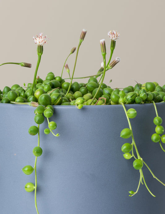 String of Pearls