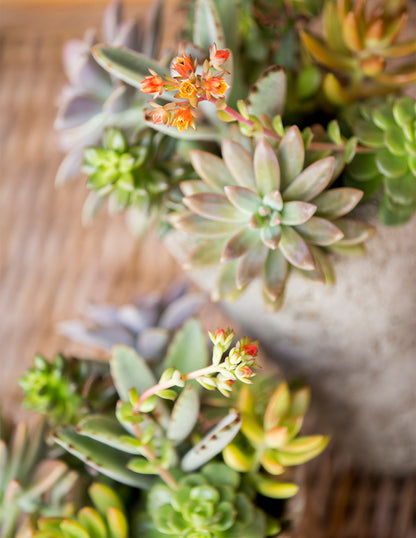 Succulent Dish Garden