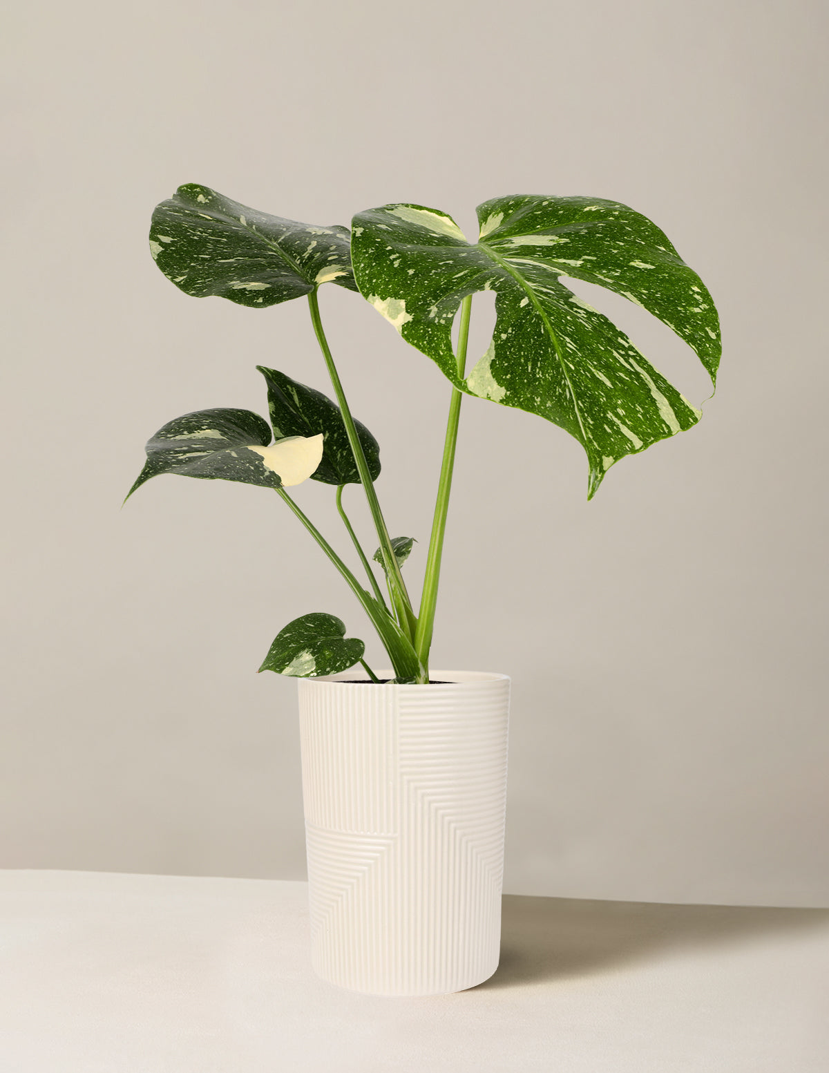 Monstera Thai Constellation fashion Variegated