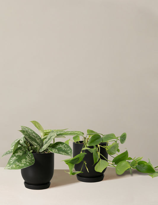 Fits your Sill: The Trailing Duo