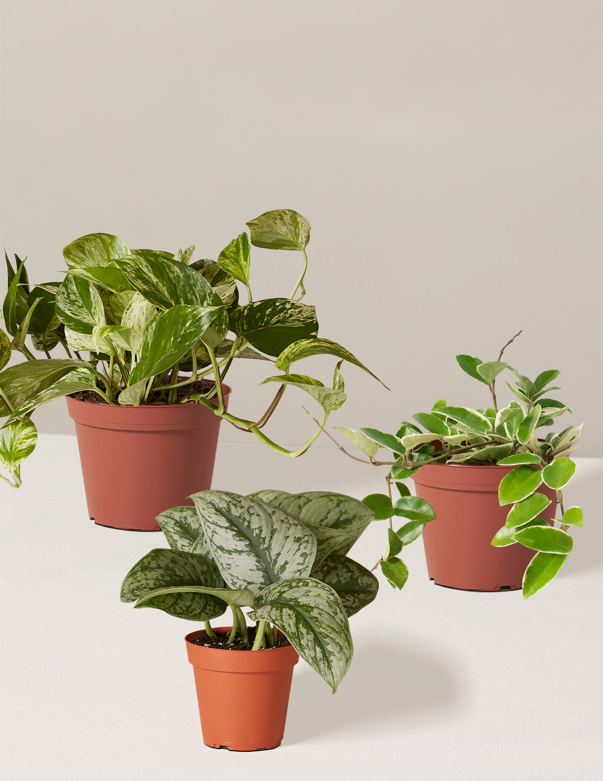 The Variegated Trio