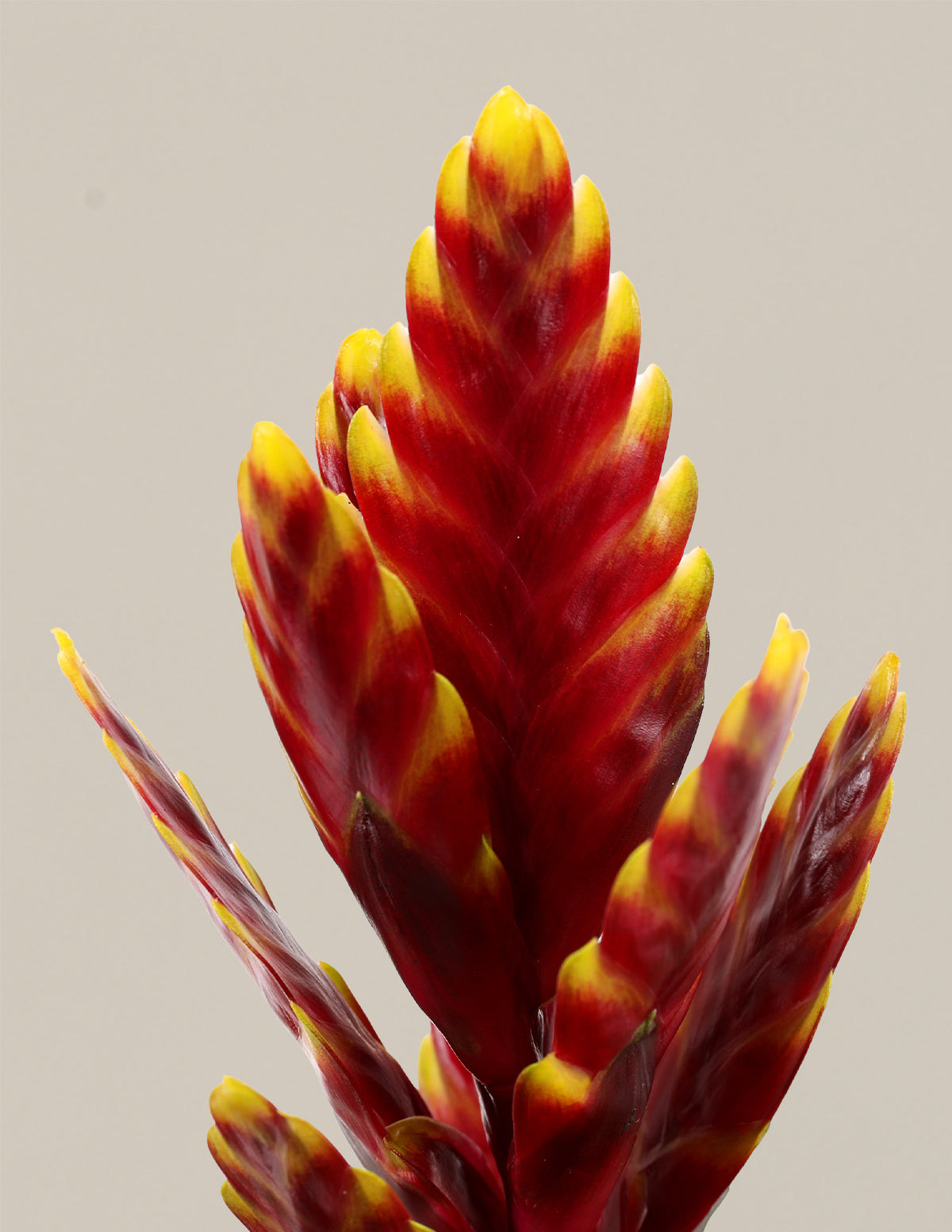 Bromeliad Vriesea ‘Vogue’