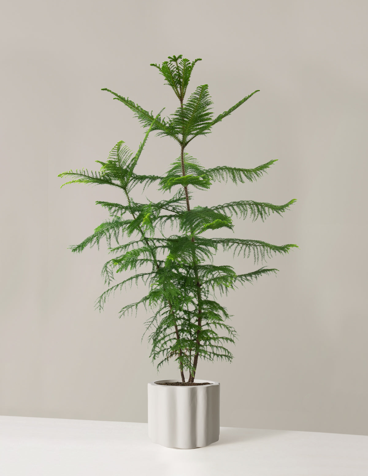 Extra Large Norfolk Island Pine