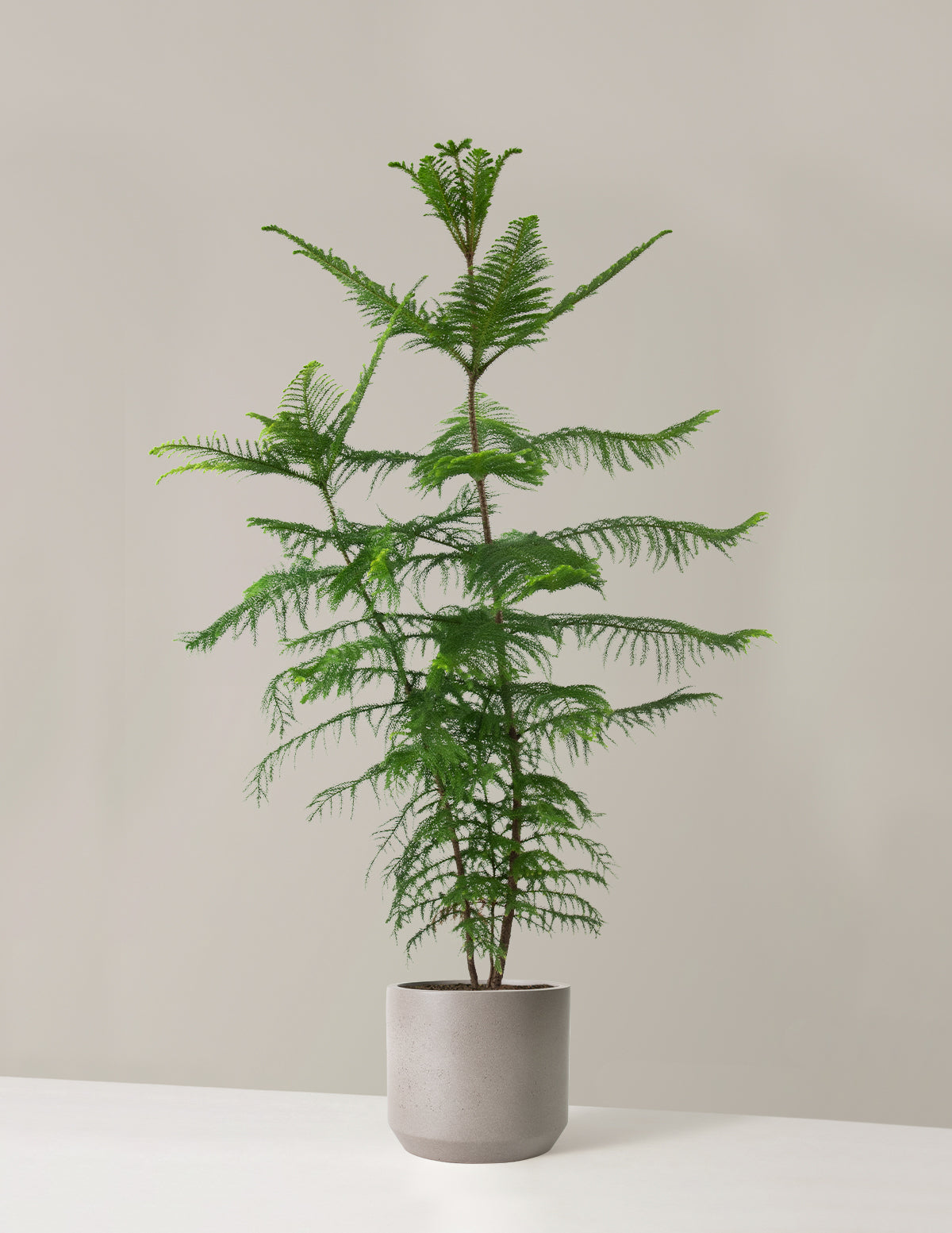 Extra Large Norfolk Island Pine