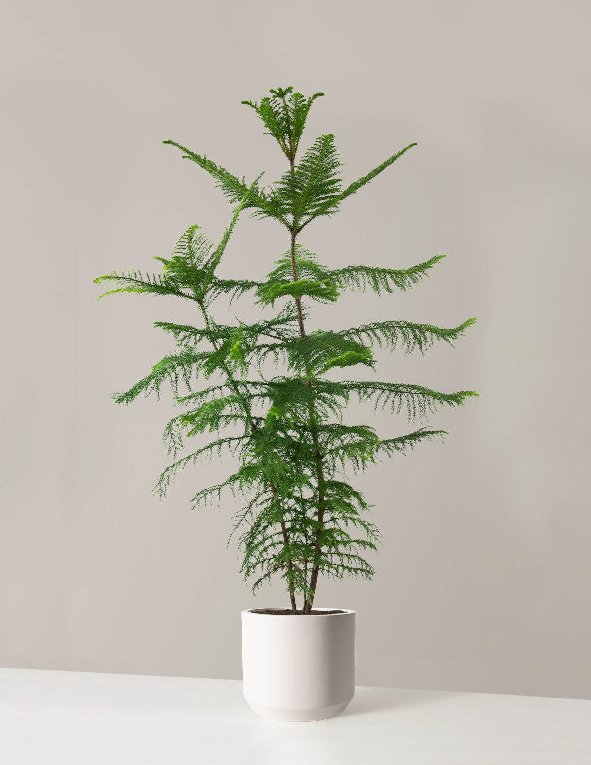 Extra Large Norfolk Island Pine