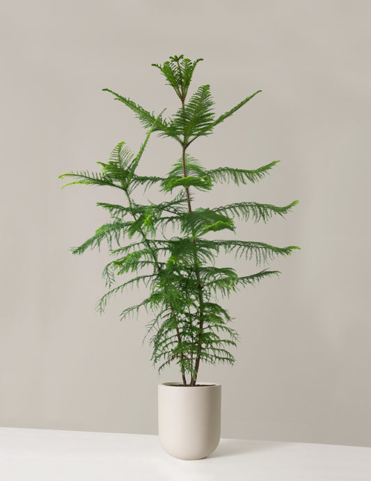 Extra Large Norfolk Island Pine