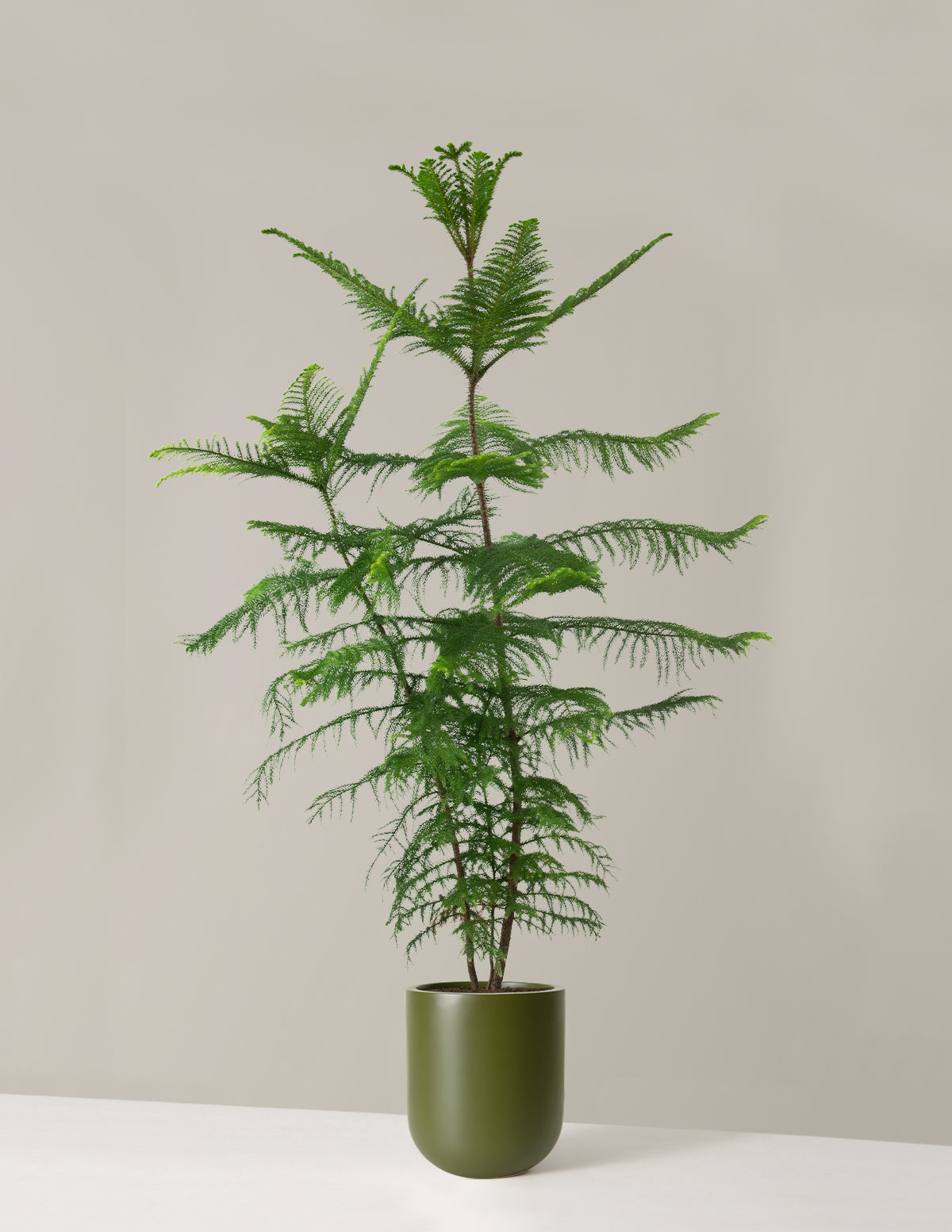 Extra Large Norfolk Island Pine