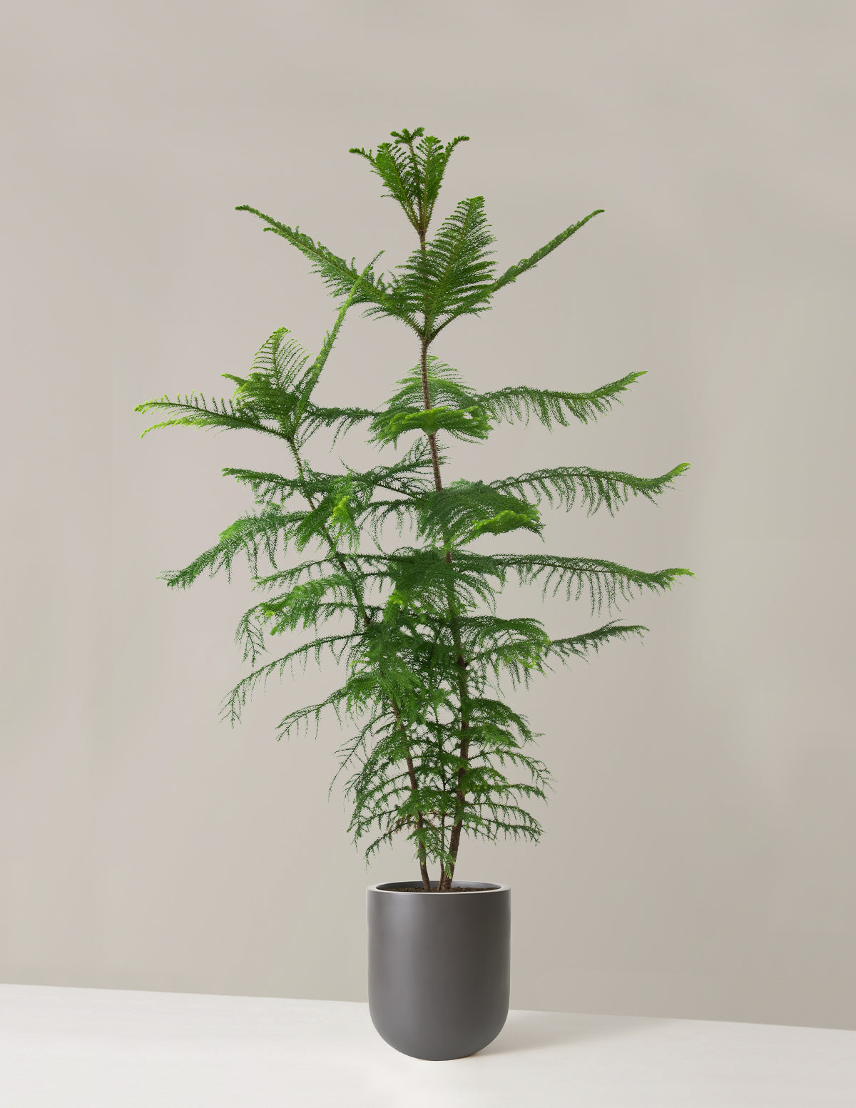 Extra Large Norfolk Island Pine