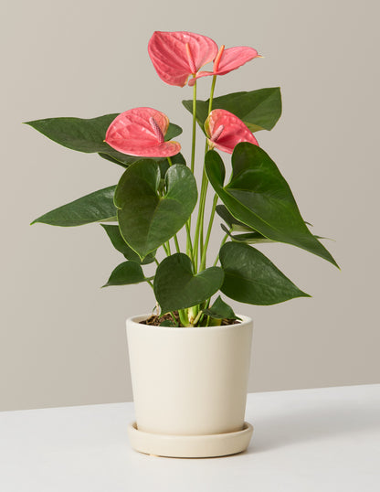 Pink Anthurium