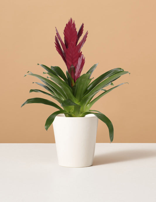 Bromeliad Vriesea Albertina Maroon