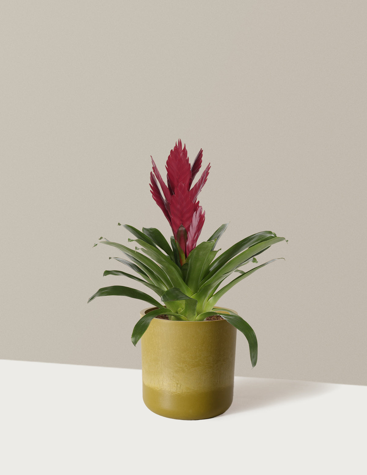 Bromeliad Vriesea ‘Albertina Maroon’